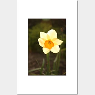 Yellow Daffodil Posters and Art